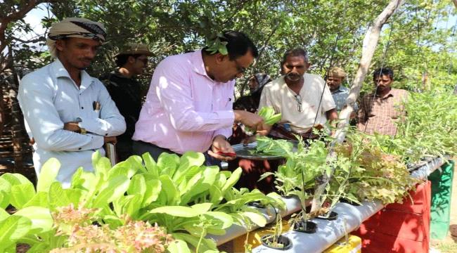 الوزير السقطري يطلع على مشروع تجربة زراعة الخضار بنظام " الهيدروبونك " في سقطرى